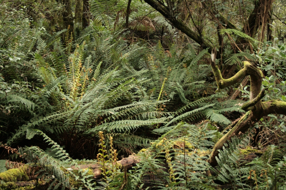 Fern forest in north Tasmania