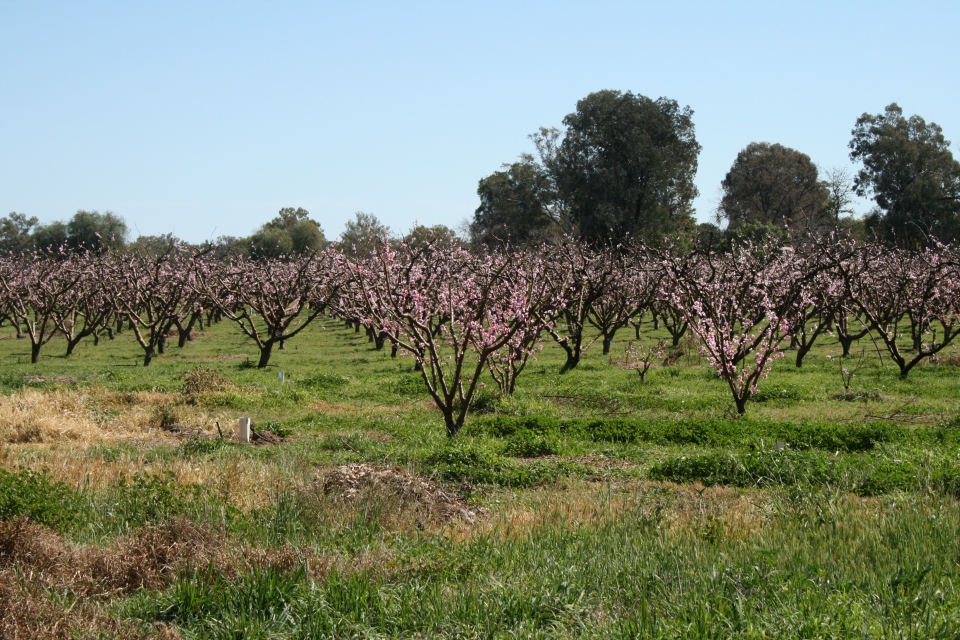 Orchard, somewhere in south eastern Australia